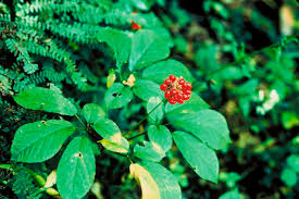 Không có ảnh